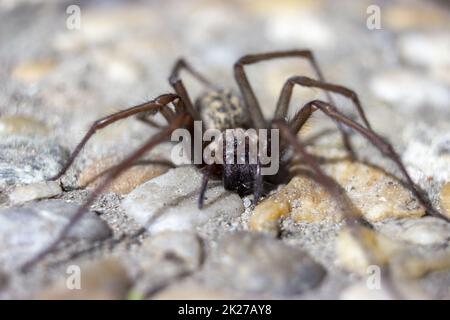 Gigantesca casa ragno eratigena artica su pietre Foto Stock