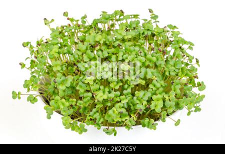 Microgreens di senape nera, in ciotola bianca, vista frontale su bianco Foto Stock