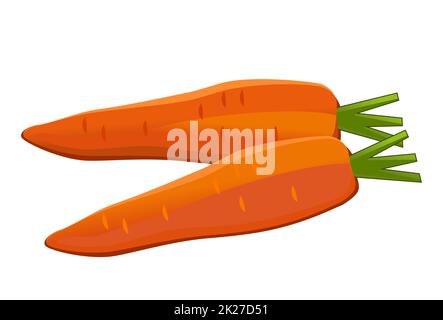 Carota fresca realistica isolata su sfondo bianco - Vector Foto Stock