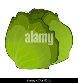 Cavolo maturo fresco realistico isolato su sfondo bianco - Vector Foto Stock