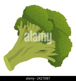 Broccoli freschi realistici isolati su sfondo bianco - Vector Foto Stock