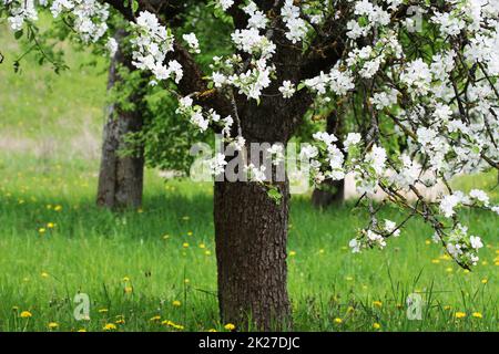 Primavera sbocciano i fiori sullo sfondo. Natura bella scena con albero in fiore. di apple. Foto Stock