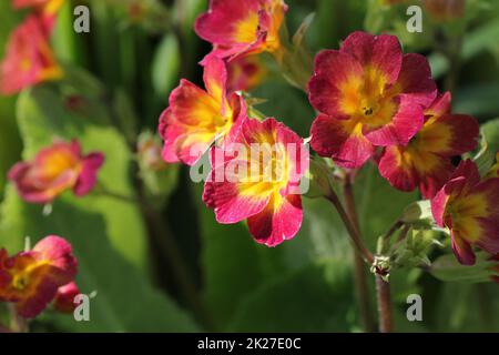 Primula perenne o primula nel giardino di primavera. Molla di fiori di primule, primula polyanthus. I bellissimi colori rosso primula giardino di fiori Foto Stock