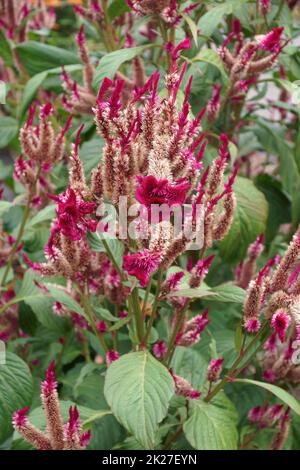 Immagine ravvicinata dei fiori di Cockscomb Foto Stock
