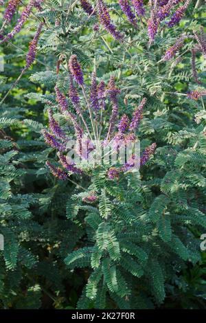 Immagine della pianta del leadplant in fiore Foto Stock