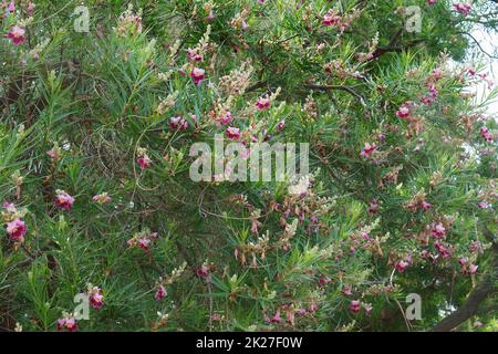 Deserto salice albero in fiore Foto Stock