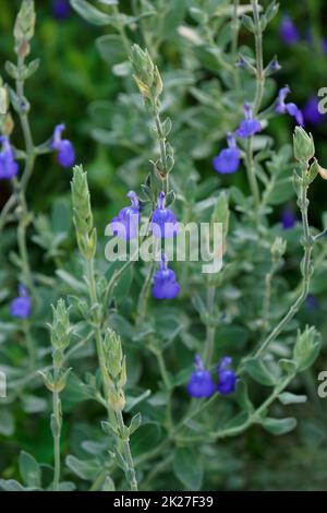 Immagine ravvicinata dei fiori di salvia Germander Foto Stock