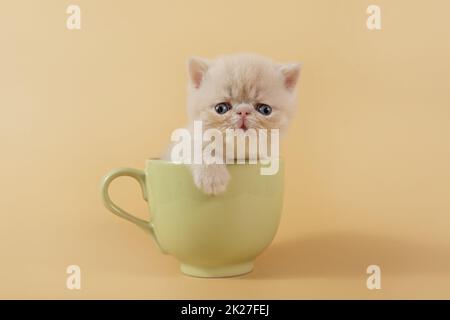 Un gattino esotico cremoso è seduto in una grande tazza verde su uno sfondo beige. Gattino persiano divertente su sfondo colorato Foto Stock