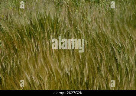 Avena avena avena sp. E shortpod senape Hirschfeldia incana in movimento dal vento. La Aldea de San Nicolas. Gran Canaria. Isole Canarie. Spagna. Foto Stock