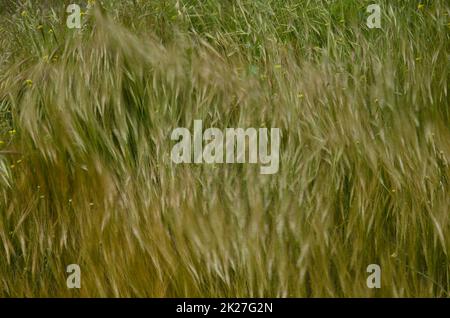 Avena avena avena sp. E shortpod senape Hirschfeldia incana in movimento dal vento. La Aldea de San Nicolas. Gran Canaria. Isole Canarie. Spagna. Foto Stock