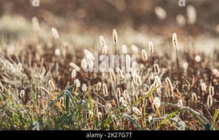 Prato autunnale. Piante gialle essiccate coperte con gocce di rugiada di mattina presto. Foto Stock