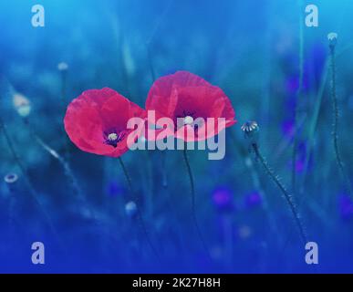 Bella Macro Photo.Magic Red Poppy Flower.Floral Art Design.Close up Fotografia.Conceptual Abstract Image.Blue background.Fantasy Art.Creative Wallpaper.Beautiful Nature background.Amazing Spring Poppies Flowers.Copy Space.Wedding invito. Foto Stock