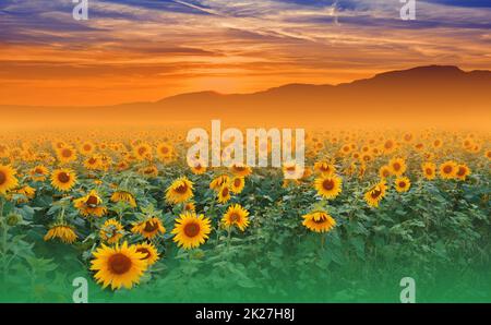 Campo di girasole bello a Sunset.Landscape da un Farm.Agricultural Landscape.Sunflowers campo Landscape.Orange natura sfondo.campo di fioritura girasole su uno sfondo Sunset.Greeting Card Argicoltura Concept.Art Fotografia sfondo. Foto Stock