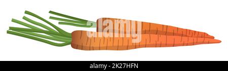 Carota fresca realistica isolata su sfondo bianco - Vector Foto Stock