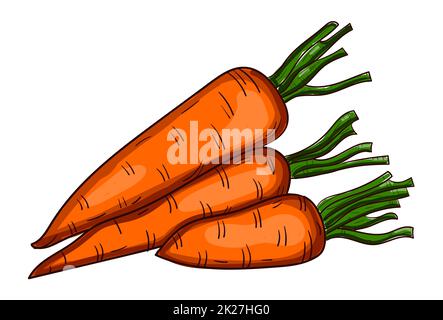 Carota fresca realistica isolata su sfondo bianco - Vector Foto Stock