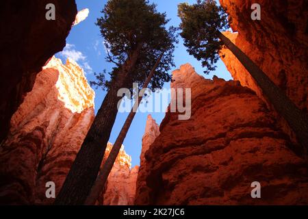 Gli alti pini che si innalzano tra le rocce arancioni e rosse dal fondo del Bryce Canyon National Park Foto Stock