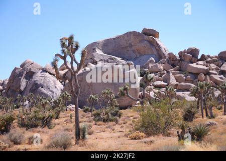 L'albero di Yucca e le grandi rocce nel Parco Nazionale di Joshua Tree Foto Stock