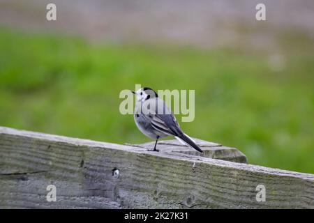 Un piccolo vagone siede su un parapetto di legno. Foto Stock