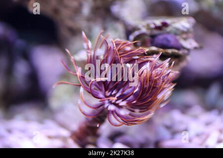 Un tubeworm in un acquario marino. Foto Stock