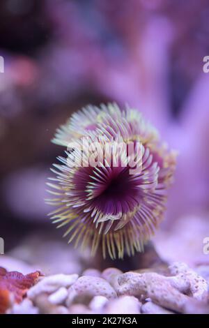 Un tubeworm in un acquario marino. Foto Stock