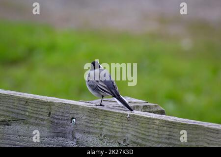 Un piccolo vagone siede su un parapetto di legno. Foto Stock