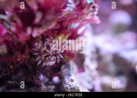 Un tubeworm in un acquario marino. Foto Stock