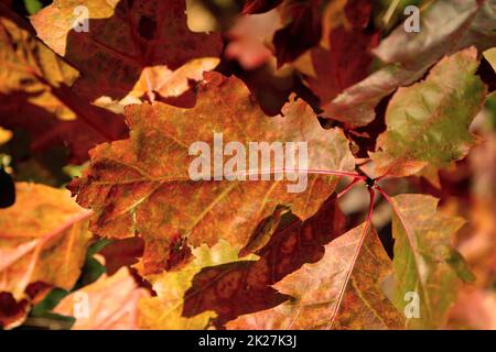 Fogliame dai colori vivaci sugli alberi in autunno. paesaggio autunnale. Foto Stock