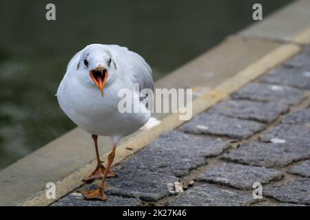 Ritratto di un gabbiano a testa nera. Un gabbiano a testa nera sul Mar Baltico. Foto Stock