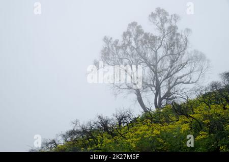 Gomma blu meridionale Eucalyptus globulus e Azzorre ranunculus cortusifolius in una nebbia. Cueva Grande. Gran Canaria. Isole Canarie. Spagna. Foto Stock