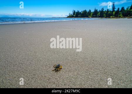 Un piccolo granchio solitario su una spiaggia di sabbia piatta Foto Stock