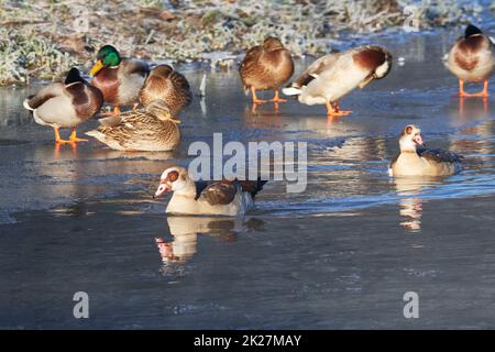 Oca egiziana Alopochen aegyptiaca e mallard in inverno in sassonia in una giornata fredda. Foto Stock