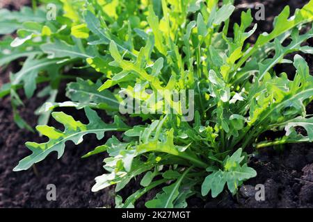 Impianto di rucola in crescita in orto biologico. Foto Stock