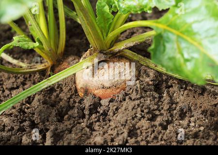 Organic golden bietole crescente nel letto Foto Stock