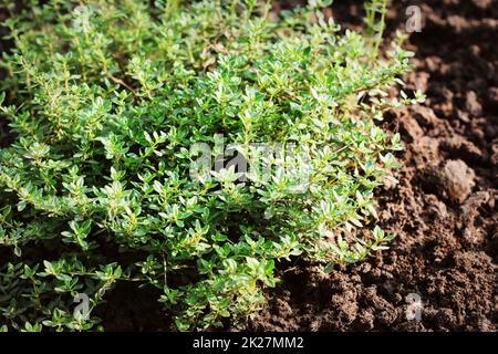 Primo piano Il limone di foglie di timo dal giardino delle erbe. Thymus citriodorus o timo di limone o timo di agrumi Foto Stock