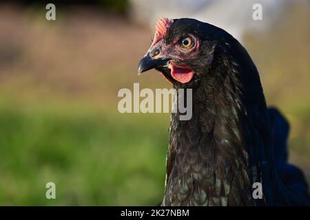 Ritratto di una gallina nera con uno shimmer verde metallizzato. Foto Stock