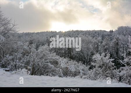Sole di prima mattina nella foresta con neve Foto Stock