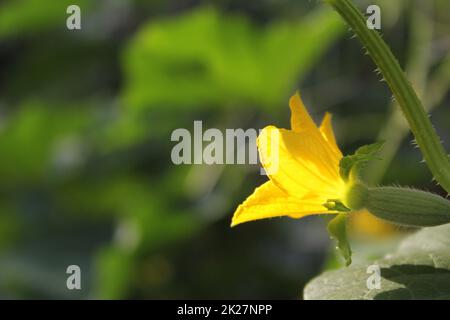 Fiore di melone coreano con melone piccolo che forma sulla vite Foto Stock