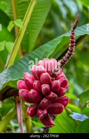 Mazzo rosso di piccole banane selvatiche non mature, Costa Rica Foto Stock
