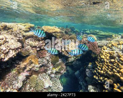 Gruppo di damselfish maggiore sergente in mare rosso Foto Stock