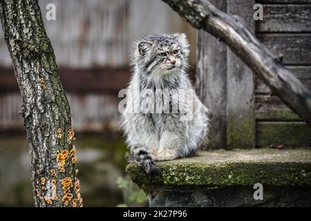 Gatto di Pallas - Otocolobus manul - poggiato su un portico in pietra Foto Stock