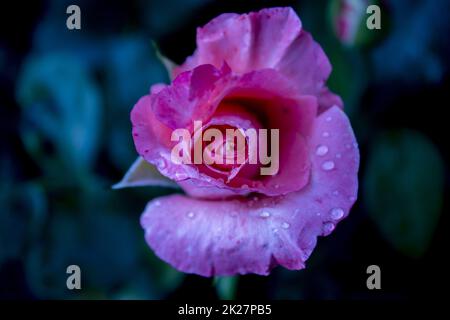 Particolare di rosa con gocce di rugiada in blu Foto Stock