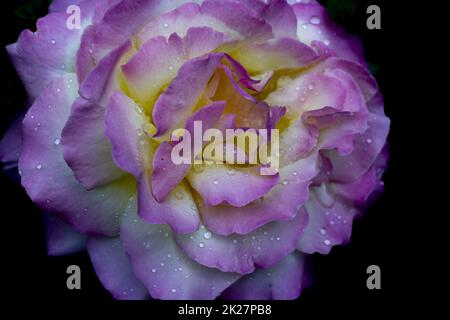 Particolare di rosa con gocce di rugiada Foto Stock