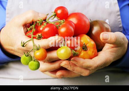 Organico fresco rosso , giallo, arancione e pomodoro verde . Colorate pomodori organici nelle mani degli agricoltori Foto Stock