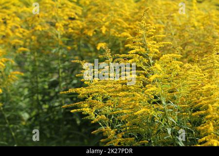 Blooming oro. Solidago o goldenrods, è un genere di piante in fiore nella famiglia aster, Asteraceae Foto Stock