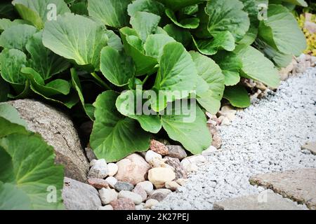 Percorso di ghiaia in giardino con Bergenia su aiuola . Foto Stock