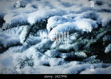 Ramo di abete fortemente coperto di neve fresca in foresta Foto Stock