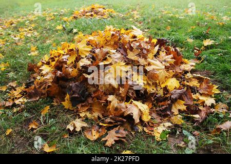 Cumulo di foglie cadute in autunno park. Sfondo di caduta Foto Stock