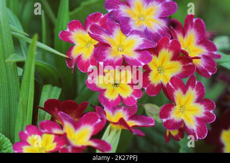 I bellissimi colori rosa primrose fiori giardino Foto Stock