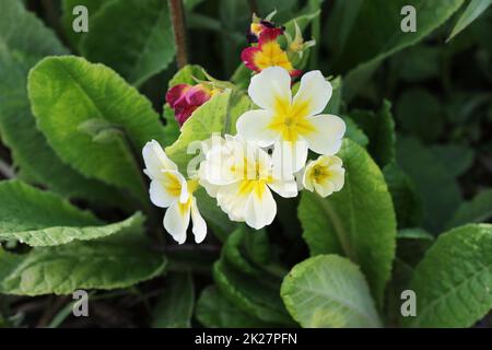 Il bellissimo giardino di fiori di primrose di colore bianco Foto Stock