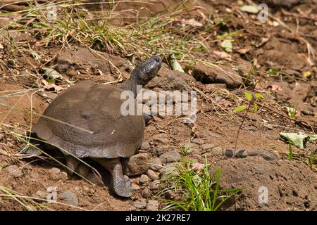 Terrapina dentellata a cerniera, Pelusios sinusatus, nel Parco Nazionale di Meru in Kenya. Foto Stock